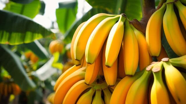 Pisang