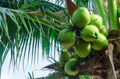 Kelapa