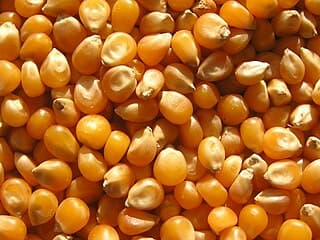 Jagung Manis