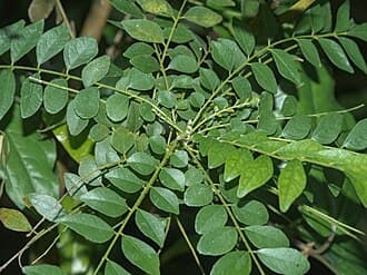 Daun Kari