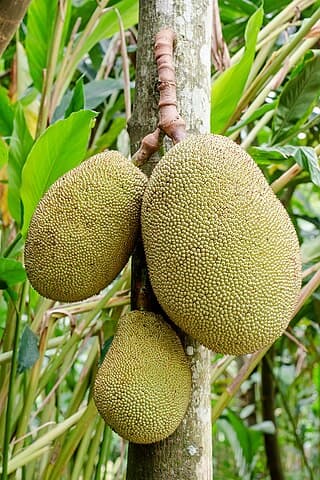 Nangka