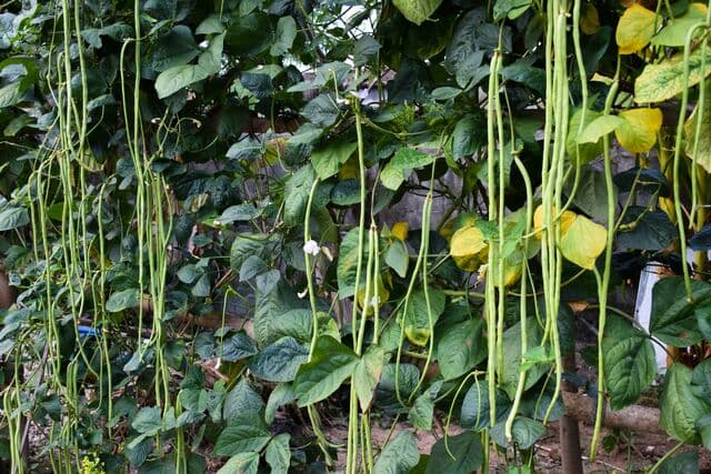 Kacang Panjang