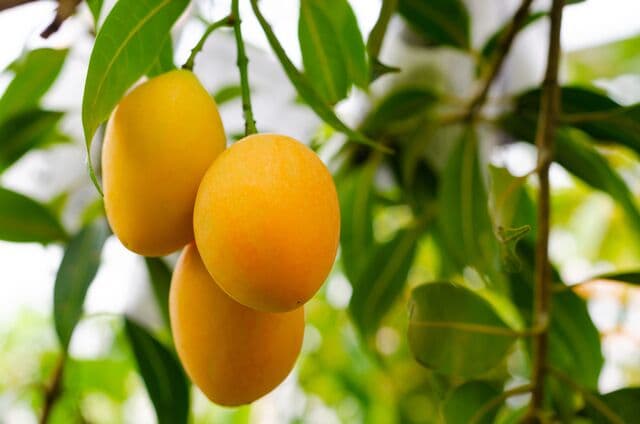 Mangga