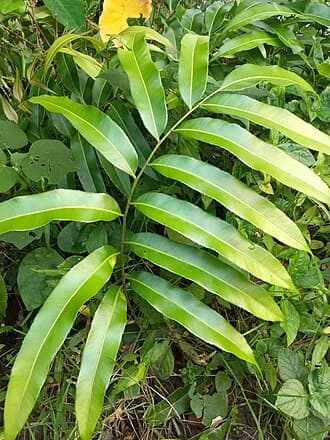 Daun Midin
