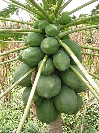 Betik