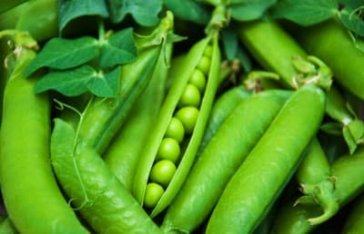 Kacang Pis