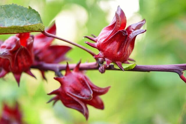 Roselle