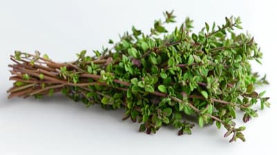 Thyme