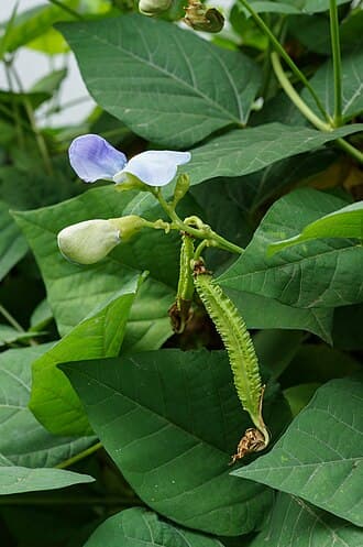 Kacang Botol